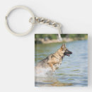 Recherche de bergers porteclés Chiot