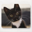 Recherche de chatons blancs tapis souris Jour