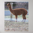 Recherche de alpaca posters Alpaga