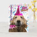 Recherche de golden retriever Chien