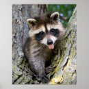 Recherche de raton laveur bébé posters Photographie