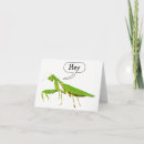 Recherche de mante de prière Insectes