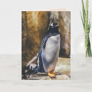 Recherche de pingouin roi vœux cartes Animaux