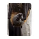 Recherche de batte de halloween magnets Animal