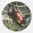 Recherche de singes drôles autocollants Primate