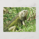 Recherche de iguane cartes postales Green