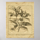 Recherche de herbals posters Botanique