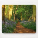 Recherche de jacinthes des bois Arbre