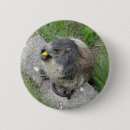Recherche de marmotte badges Nature