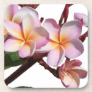 Recherche de plumeria dessous de verres Nature