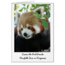 Recherche de mammifère photographie Panda rouge