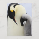 Recherche de amour pingouin cartes postales Pingouins