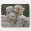 Recherche de alpaga tapis souris Le pérou