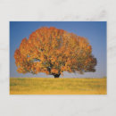 Recherche de champ cartes postales Automne