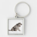 Recherche de chien domestique accessoires Animaux