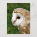 Recherche de grange cartes postales Barn owl