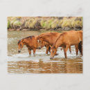Recherche de cheval de rivière cartes postales Nature