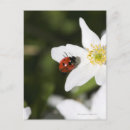 Recherche de coccinelle cartes postales Animaux