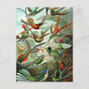 Recherche de haeckel cartes postales Biologie
