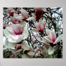 Recherche de tulipe posters Flore