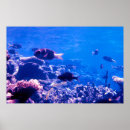 Recherche de coral reef posters Sous l'eau