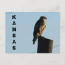 Recherche de polonais cartes postales Oiseau