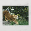Recherche de image de couleur cartes postales Lion
