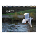 Recherche de vol photographie Mouettes