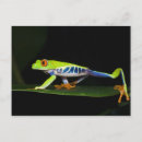 Recherche de grenouille costa rica cartes postales Amphibien