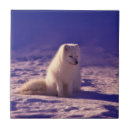 Recherche de arctique carreaux Renard