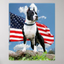Recherche de pitbull américain posters Terrier