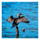 Recherche de étendue posters Oiseau