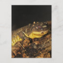 Recherche de salamandre cartes postales Reptile