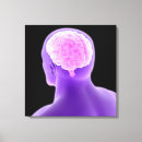 Recherche de anatomie cerveau posters toiles Détail