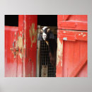 Recherche de basse cour posters Grange