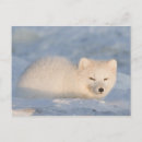 Recherche de steve cartes postales Neige