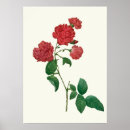 Recherche de copie de rose rouge Fleurs