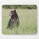 Recherche de ours noirs tapis souris Animal