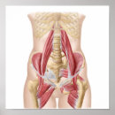 Recherche de fibres musculaires posters Arrière plan blanc