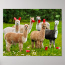 Recherche de alpaca posters Drôle
