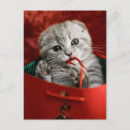 Recherche de sac de cartes postales Chat domestique