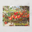 Recherche de arbre de cèdre cartes postales Arbres