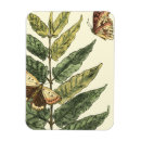 Recherche de feuille magnets Insectes