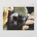 Recherche de babouins cartes postales Primate