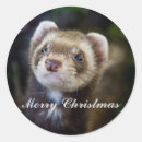 Recherche de furet mignon autocollants Animaux