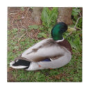 Recherche de canards carreaux Céramique