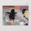 Recherche de durres cartes postales Animaux