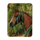 Recherche de freins magnets Cheval