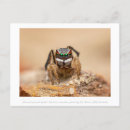 Recherche de macro photographie Araignée