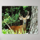 Recherche de deer posters Nature